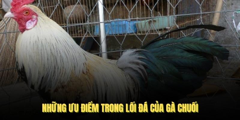 Những ưu điểm trong lối đá của gà chuối được WW88 tìm hiểu
